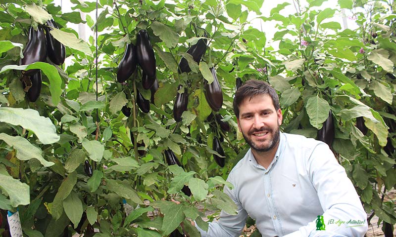 Pepe Jiménez, crop specialist de berenjena de Rijk Zwaan, con la berenjena Kesia. / agroautentico.com