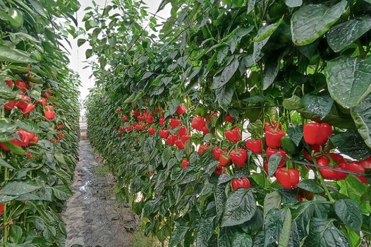 Fitó ya mira a la próxima campaña de pimiento temprano con VoLtio