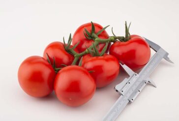 BASF irrumpe en el mercado de tomate rama con Bacares