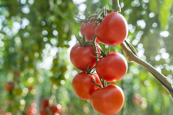 BASF lanza esta campaña su primer tomate rama, Bacares F1