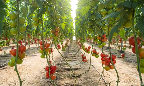 Bacares F1 en una buena alternativa para “el cultivo ecológico”