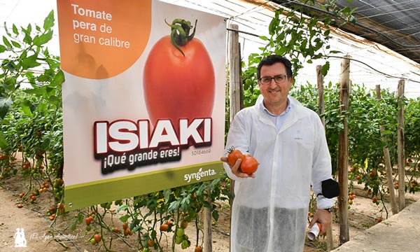 José Mª García, delegado de Syngenta, con tomate Isiaki. / agroautentico.com