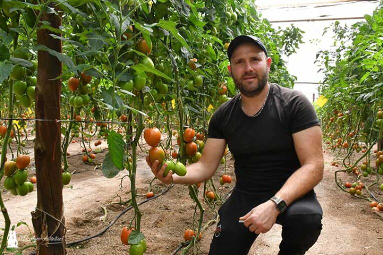 Isiaki es el nuevo tomate pera de primavera de Syngenta