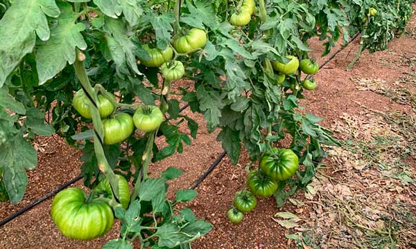 Cultivo de tomate rosa en fincas de agricultores de Unica. / agroautentico.com
