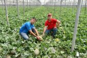 Brandt salva cultivos de primavera castigados por la calima y la lluvia