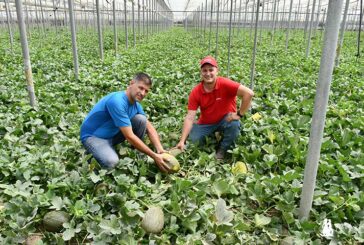 Brandt salva cultivos de primavera castigados por la calima y la lluvia