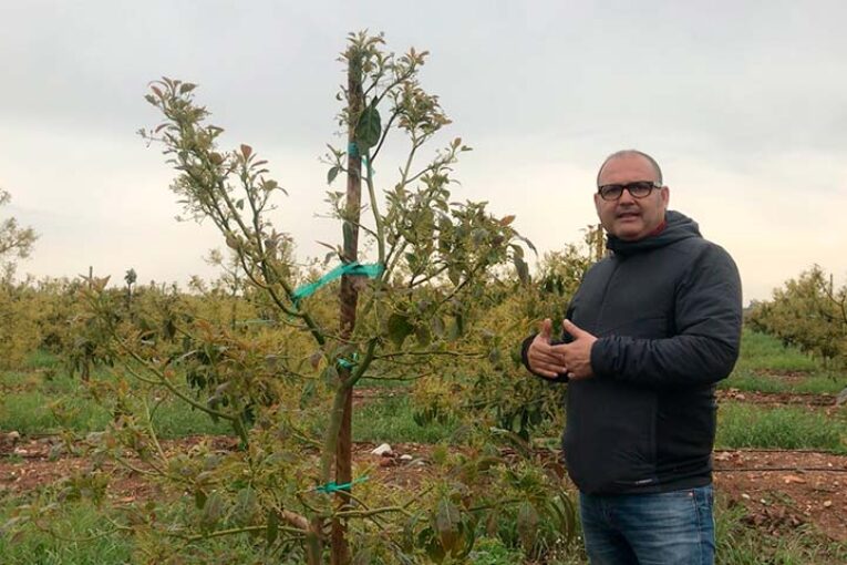 Ecoculture recupera en Castellón aguacates encharcados por la lluvia