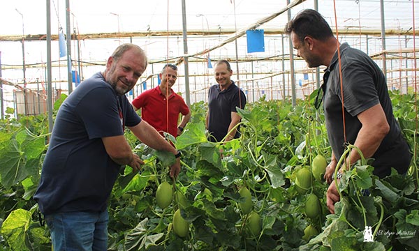 Entutorado de melón amarillo con agricultores de MAGAR / agroautentico.com