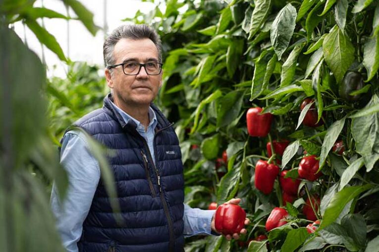 Pimientos con alta precisión en oídio y/o nematodos