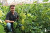 MAGAR perfecciona el entutorado en melón