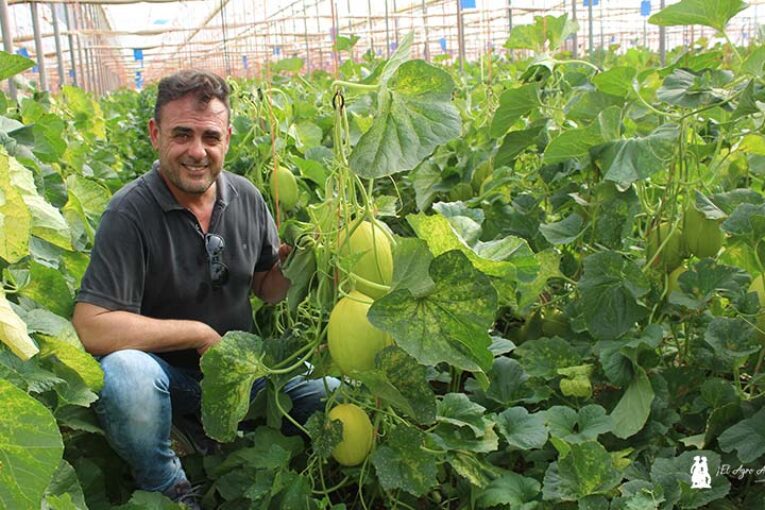 MAGAR perfecciona el entutorado en melón
