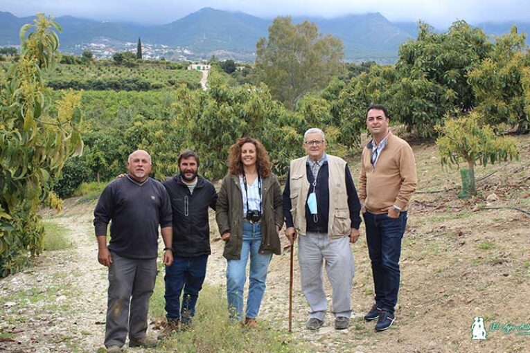 Últimos aguacates de la temporada en Alhaurín con Fitoagro y Green Has
