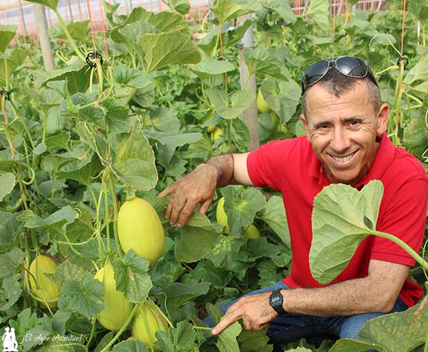Juan Ventura, agricultor almeriense con melón amarillo. / agroautentico.com