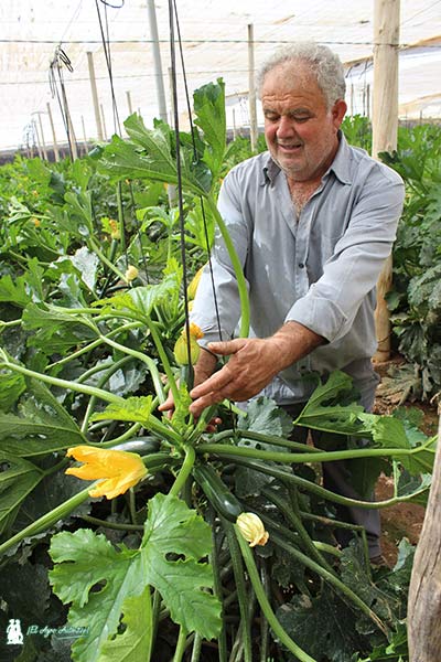 Miguel García, agricultor de El Ejido, con el calabacín Centauro. / agroautentico.com