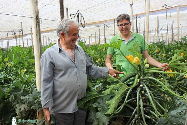 El nuevo calabacín Centauro alarga ciclo hasta junio