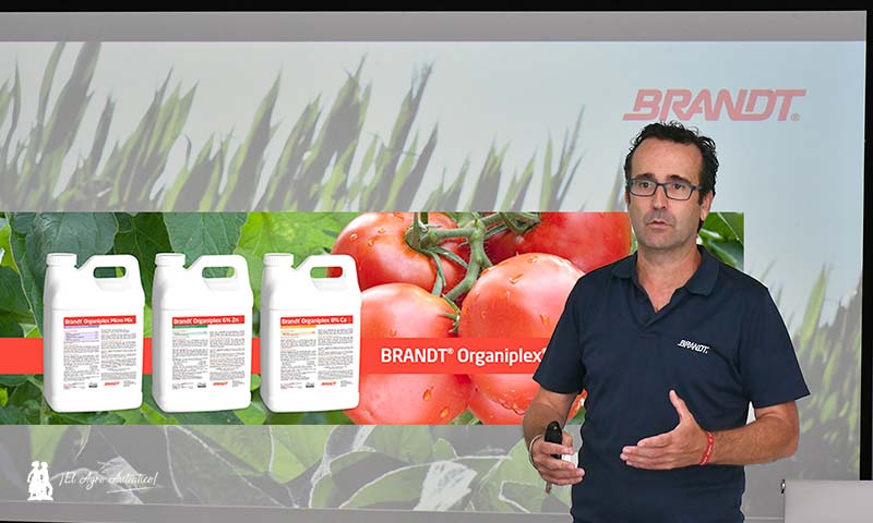 Brandt presenta una nueva gama ecológica que aumenta en un 10% el peso medio fresco por planta en tomate