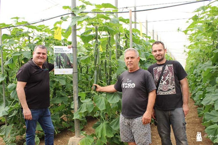 Resistencia a CGMMV en el nuevo pepino Bastian