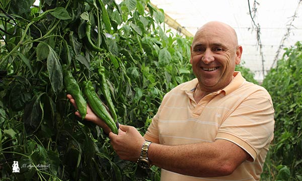 Paco Romero Cobo, agricultor almeriense de pimiento italiano. / agroautentico.com