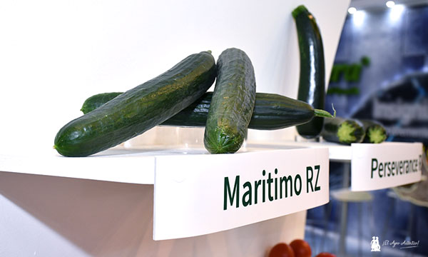 Pepino Maritimo de Rijk Zwaan. / agroautentico.com