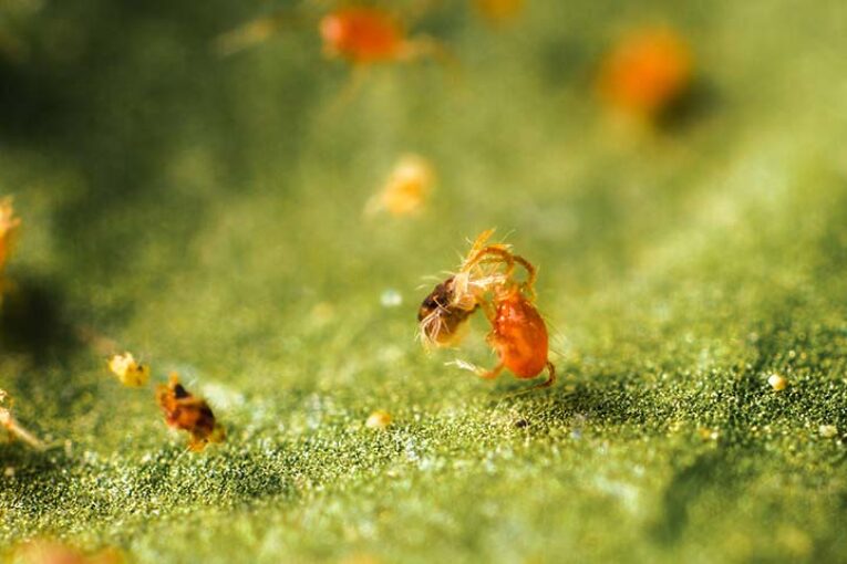 Más araña roja y trips en los invernaderos por la ola de calor