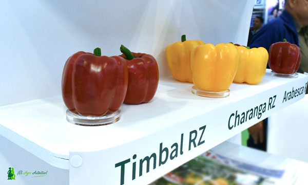 Rijk Zwaan variedades resistentes. Pimiento Timbal y Charanga. / agroautentico.com