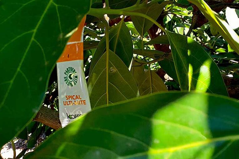 Mayo y junio, meses para instalar auxiliares para control del ácaro cristalino del aguacate