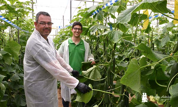 Antonio Fernández, productor de pepino, con Cecilio Fernández, desarrollo de pepino de Sakata. / agroautentico.com