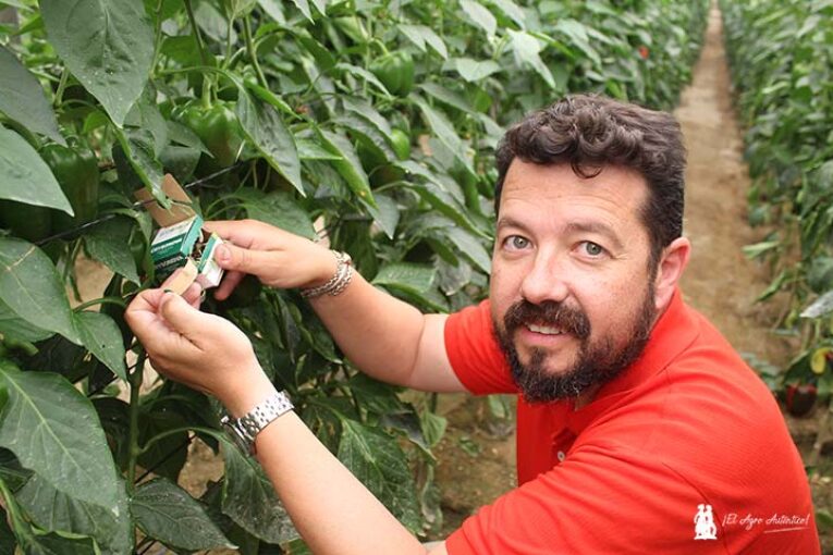 Entonova crea nuevas cajetillas para sueltas de crisopas