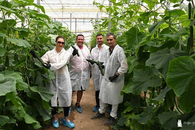 Dorian es el nuevo pepino de Sakata resistente al virus CGMMV