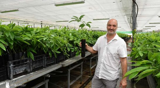 Juan José Ferrer, gerente de Viveros Brokaw. / agroautentico.com