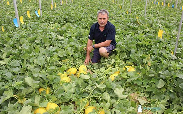 Manolo Pérez, productor almeriense de melón amarillo Brandy. / agroautentico.com