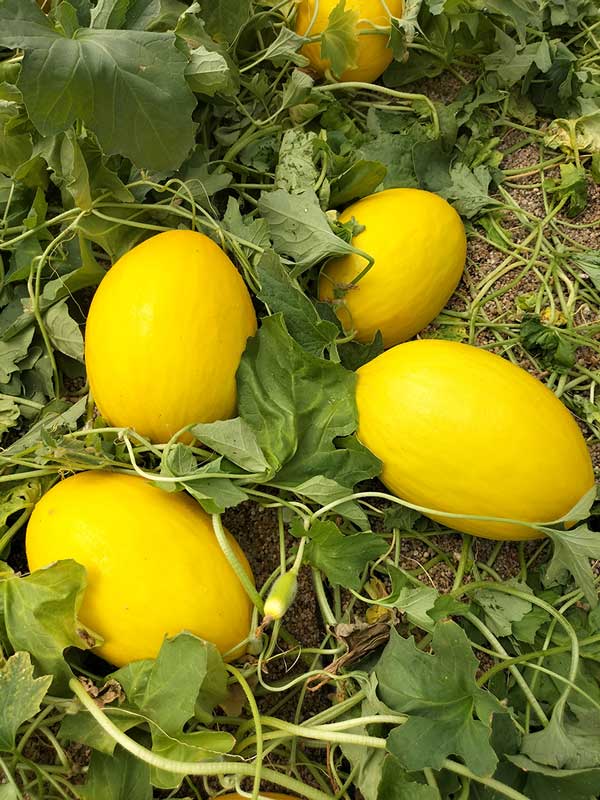 Semillas Fitó lanza Indurain en melón amarillo y Mojacar en galia, dos variedades con alta resistencia a pulgón y oídio con calidad hasta final de ciclo    