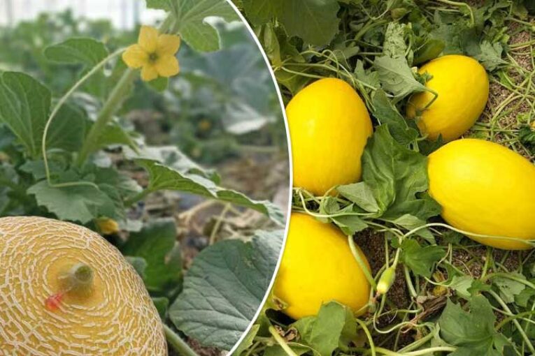 Novedades en galia y amarillo de Fitó para melón de invernadero