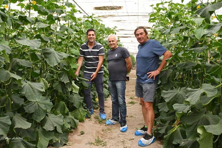 Pepino Tintero hasta el verano