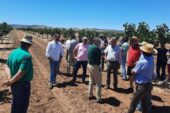 Nuevas variedades de pistacho para secano y regadío