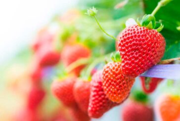 Koppert ofrece con el biofungicida Trianum el control de patógenos de suelo en fresa y berries