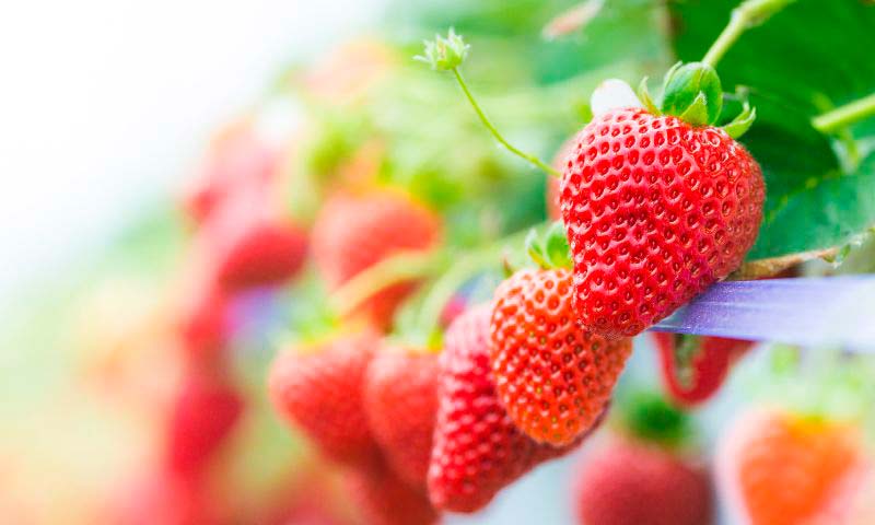 Koppert ofrece con el biofungicida Trianum el control de patógenos de suelo en fresa y berries