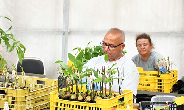 El tipo de flor en el cultivo del aguacate – Viveros Brokaw