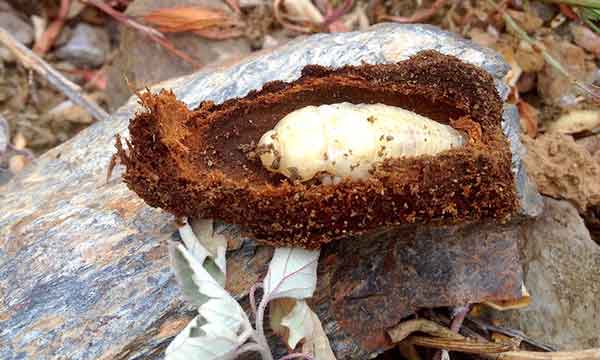 : Larvas de gusano cabezudo ocultas en las raíces de un almendro 2
