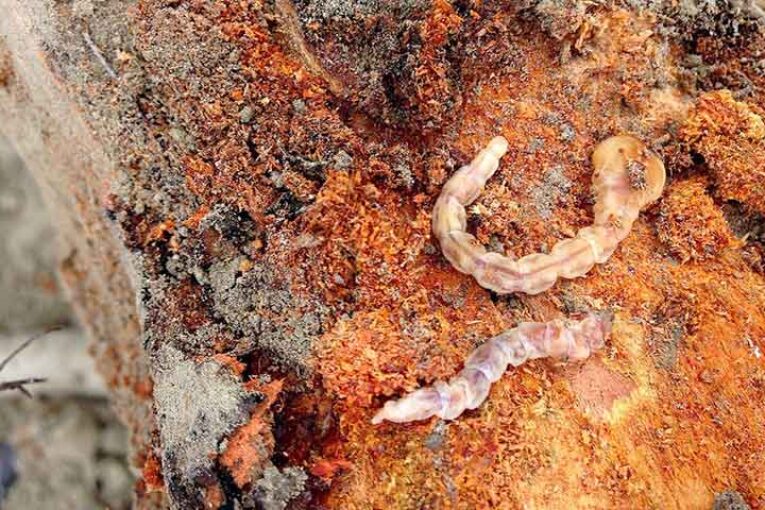 Troyan, la solución contra la plaga del gusano cabezudo del almendro
