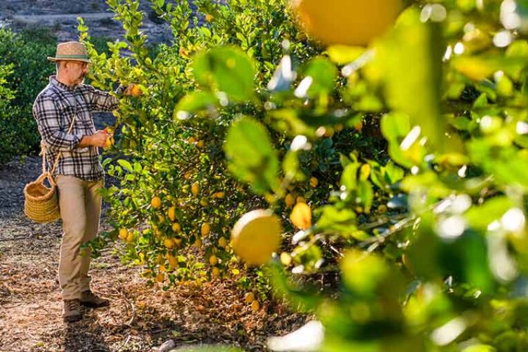 El limón cierra en positivo pese a la guerra y a la competencia de Turquía