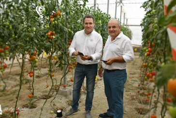 Bayer desarrolla una estrategia para control de nematodos en tomate