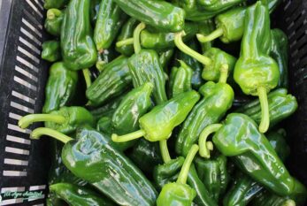 Hortyfruta pone en marcha la Extensión de Norma de Calidad