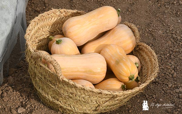 Nuevas variedades. Calabaza SQ-211770. / agroautentico.com