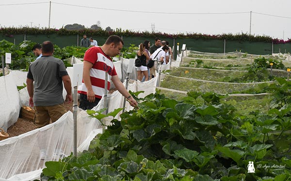 Sakata calabaza / agroautentico.com