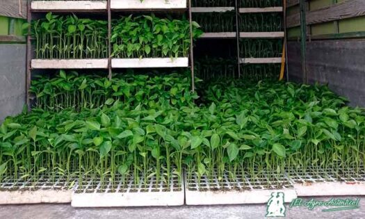 Camioncillo con plántulas de pimiento para sembrar / agroautentico.com