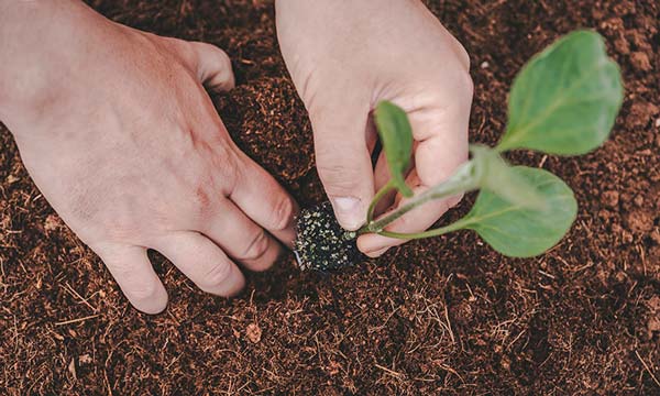 El sustrato Root Start RS8 facilita la evolución radicular hasta un 50% más rápido, ayudando al desarrollo y crecimiento de las plantas durante el trasplante - agroautentico.com