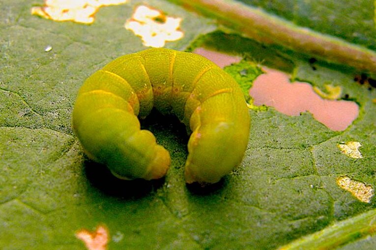 Los nematodos beneficiosos logran un 80% de mortalidad en la oruga del pimiento