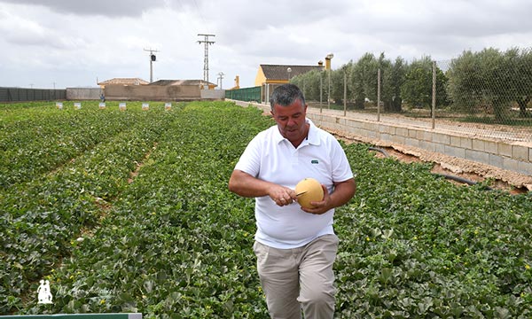 Nicolás Sánchez con un fruto del melón galia de Semillas Fitó / agroautentico.com
