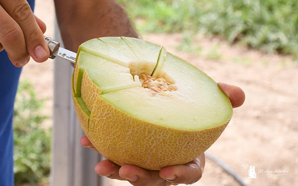 Gama Galkia de melón galia de Nunhems / agroautentico.com